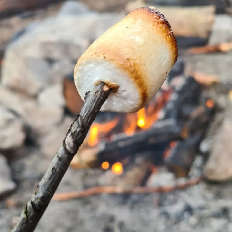 Marshmallow som rostas över öppen eld