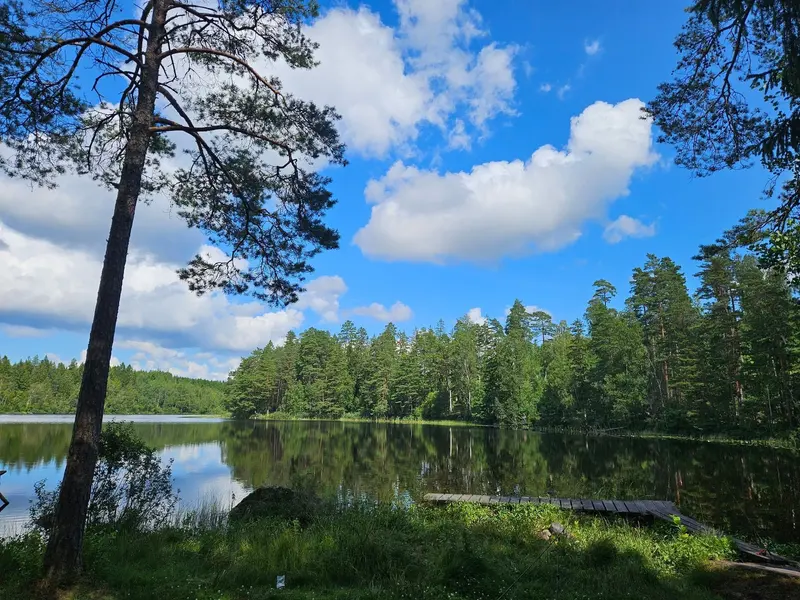 Sjö med tallar i förgrunden en sommardag